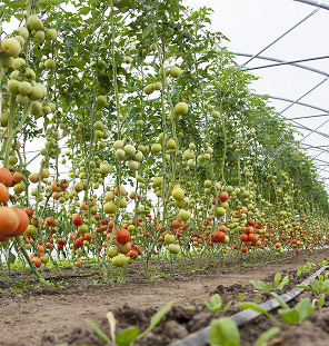 Agriculture And Horticulture